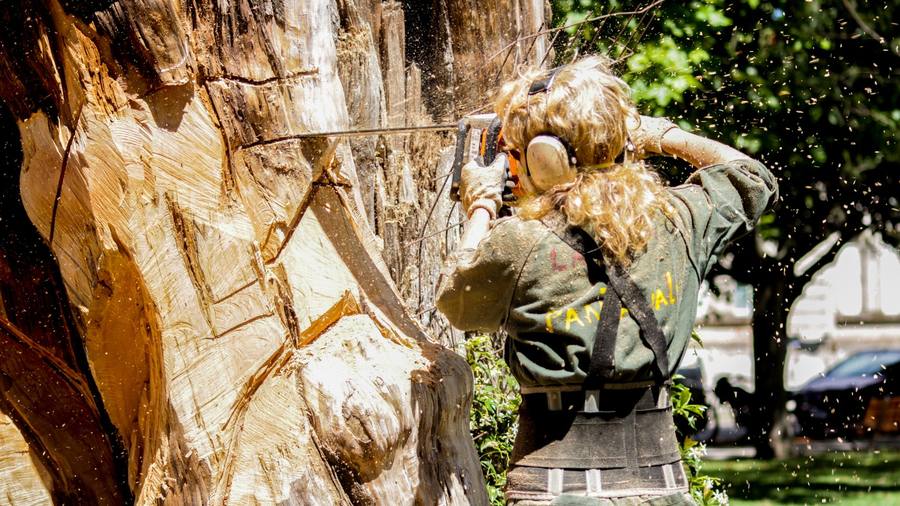 Sectioning cut on a large storm-damaged trunk