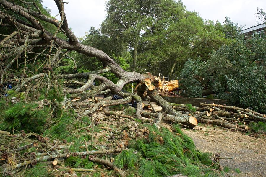 Storm-downed tree cut into sections for removal