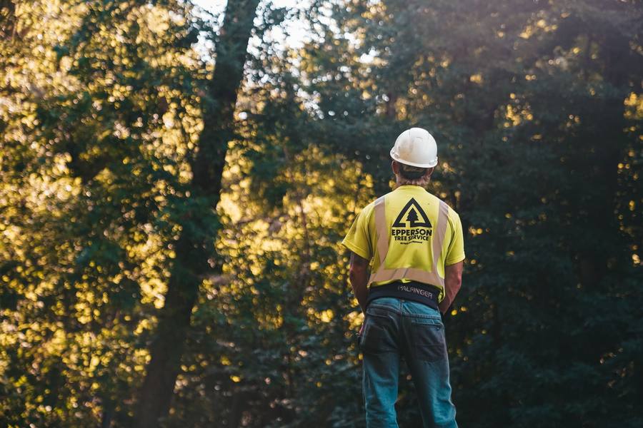 Tree crew member in safety gear before climb